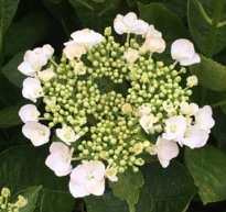 thumb_IMG_8340_1024