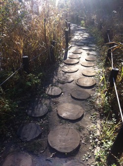 Trail